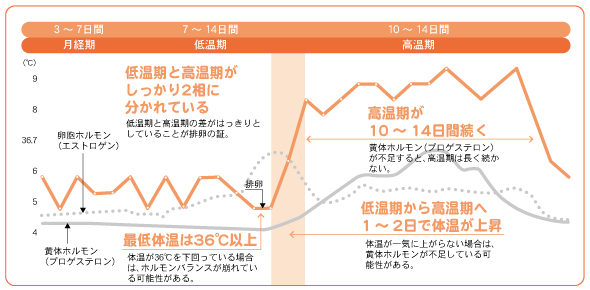 黄体 ホルモン ホルモン 卵胞