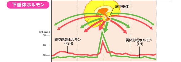 ホルモン 黄体 形成